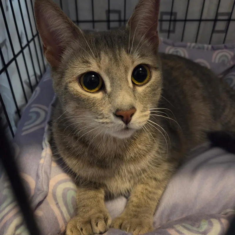 A young medium-sized female Domestic Short Hair cat named Lady Tons of Toes for adoption in Warwick, RI