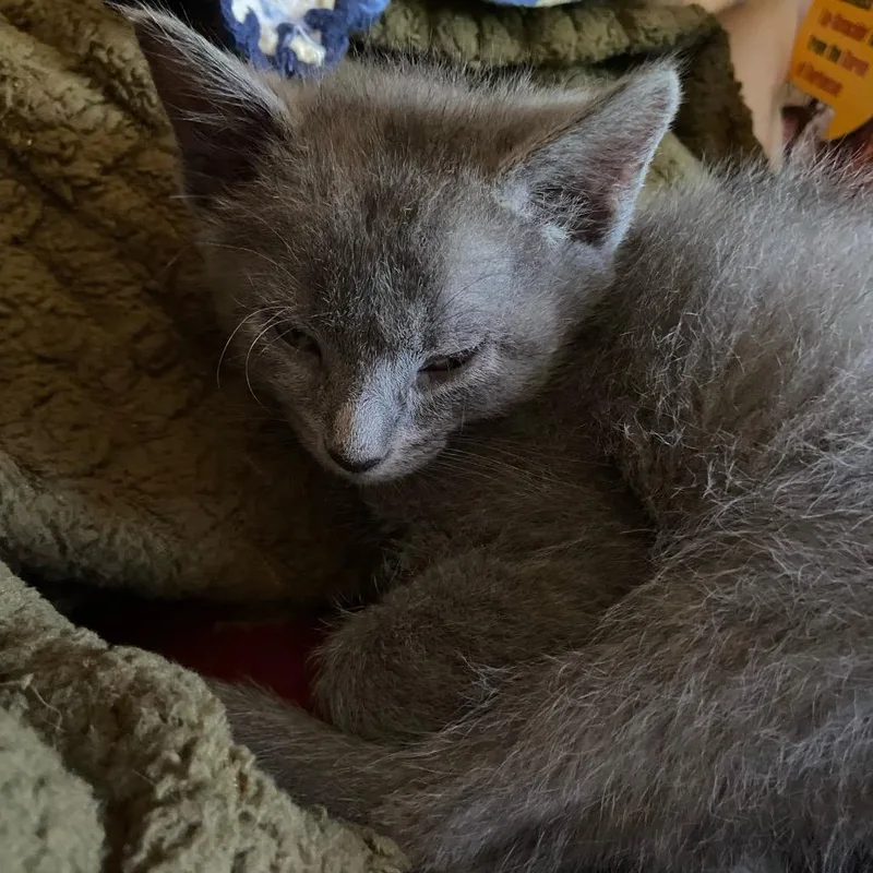 A baby small-sized male Gray / Blue / Silver Domestic Short Hair cat named Arthur for adoption in Columbus, NC