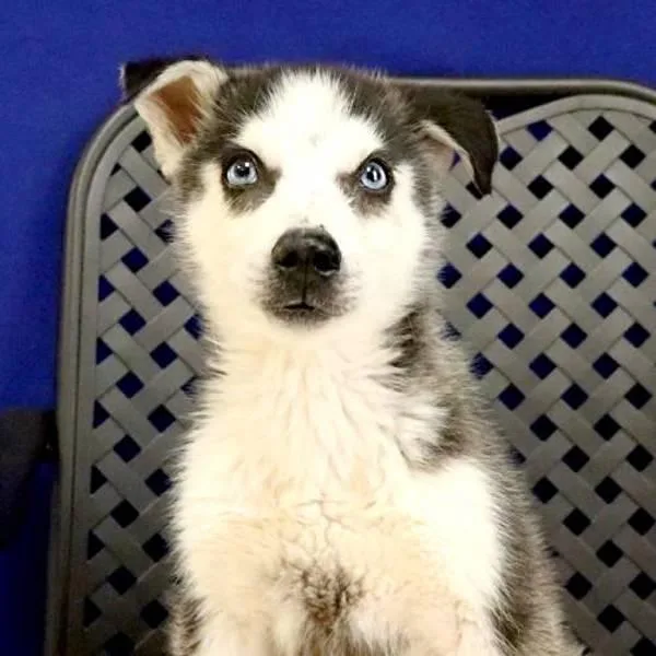 Atka