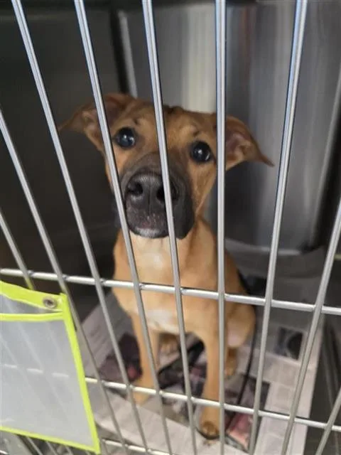 A young medium-sized female Terrier dog named Jackie for adoption in San Antonio, TX