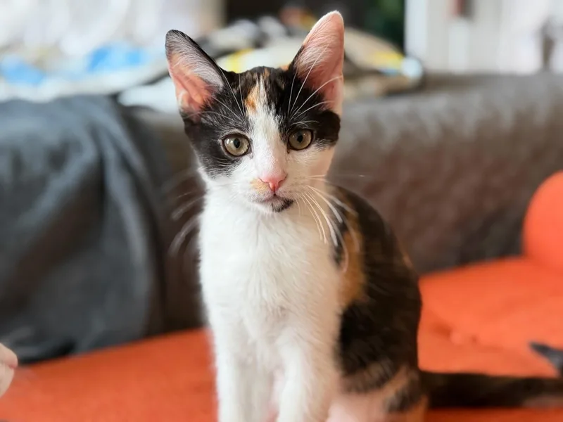 A baby medium-sized female Calico Domestic Short Hair cat named Star for adoption in Murfreesboro, TN