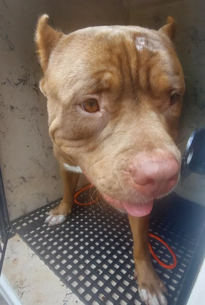 An adult large-sized male Mixed Breed dog named Monroe for adoption in Cartersville , GA