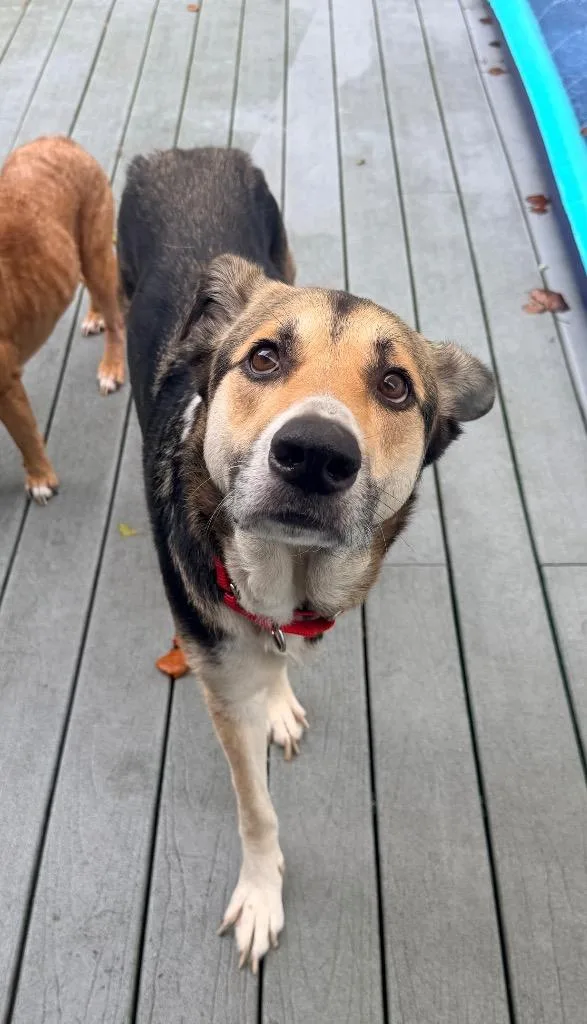 An adult large-sized female German Shepherd Dog dog named Gypsy for adoption in St. Augustine, FL