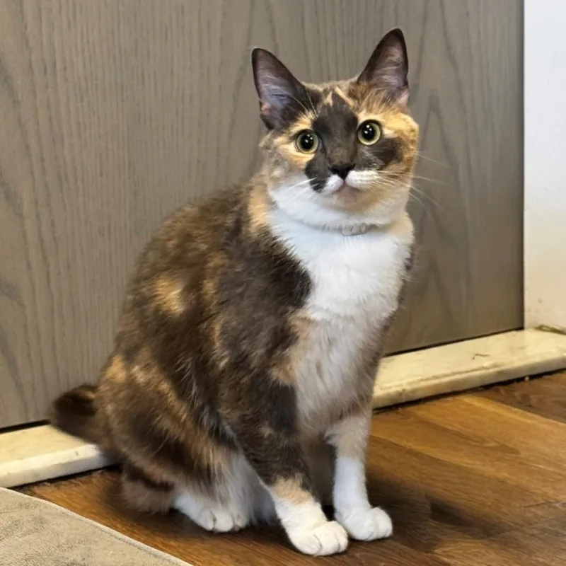 An adult medium-sized female Dilute Calico Calico cat named Floof for adoption in Syosset, NY