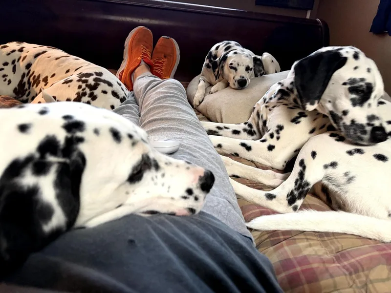 Yeezymoline  Il thumbnail 2