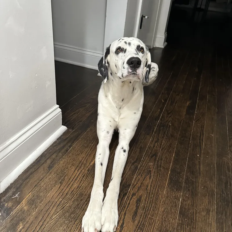 Yeezymoline  Il thumbnail 3