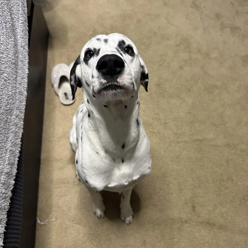 Yeezymoline  Il thumbnail 4