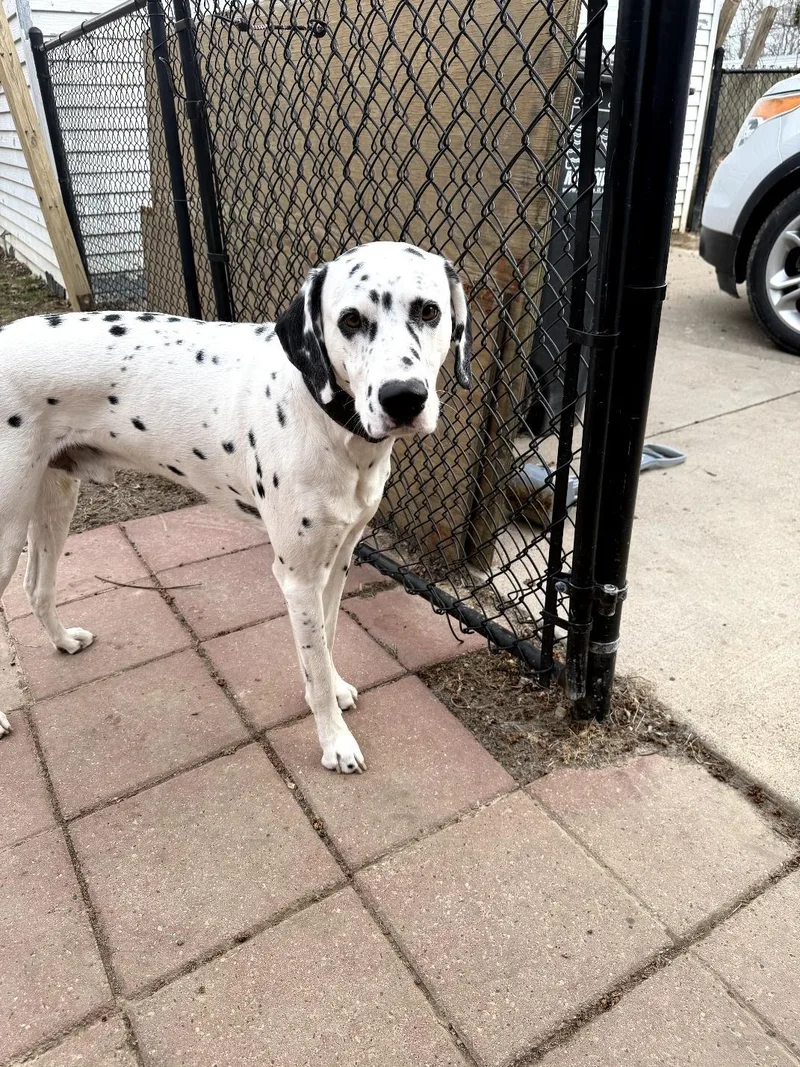 Yeezymoline  Il thumbnail 5