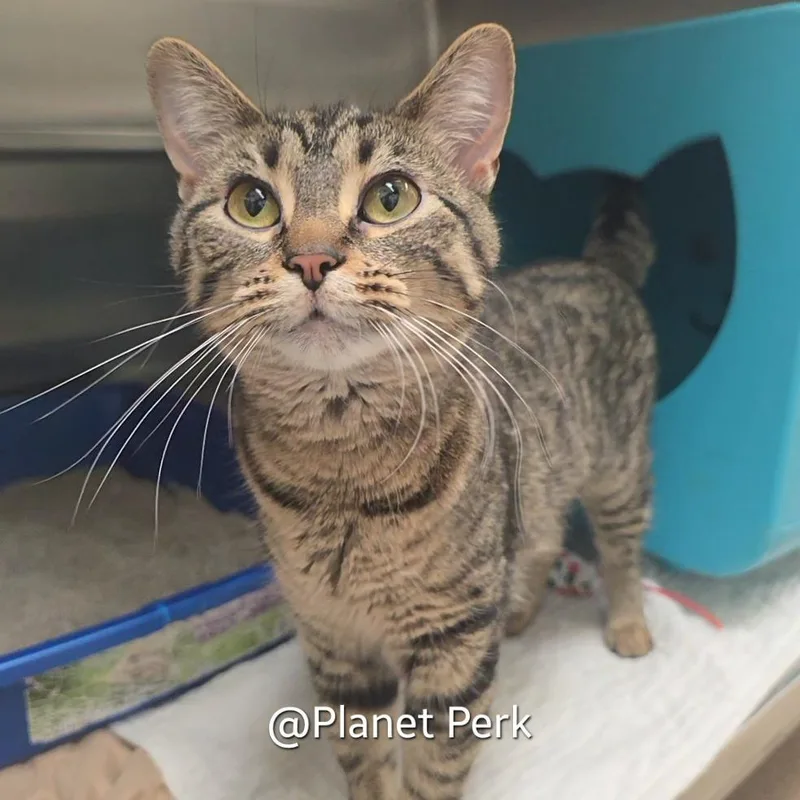 A young medium-sized female Brown / Chocolate Domestic Short Hair cat named Dolly for adoption in Oshkosh, WI