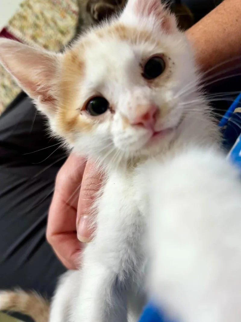 A baby small-sized male Orange & White Domestic Short Hair cat named Freddie Mercury for adoption in Bloomsdale, MO
