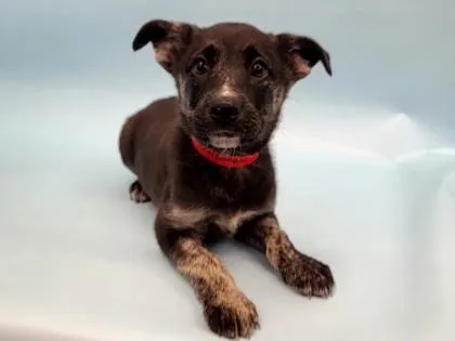 A baby large-sized female Shepherd dog named Maverick for adoption in Golden Valley, MN
