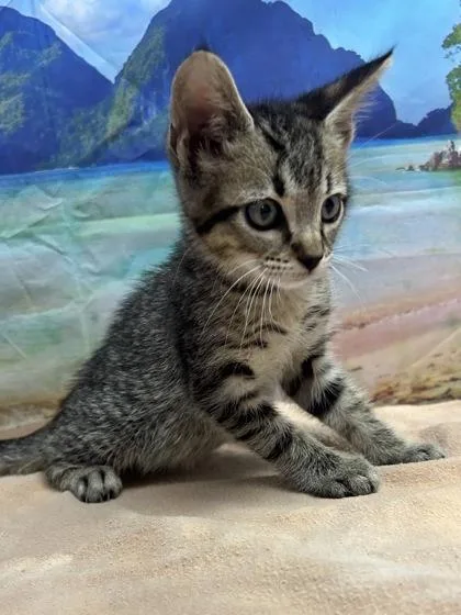 A young small-sized male Domestic Short Hair cat named Marcus for adoption in San Antonio, TX