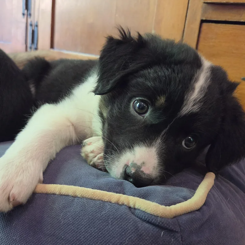 Maggie thumbnail 2