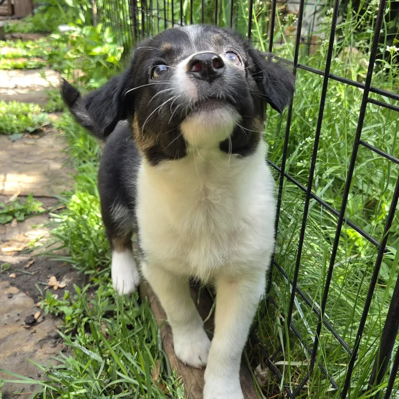 Maggie thumbnail 3