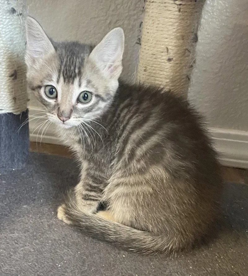 A baby medium-sized male Domestic Short Hair cat named Jethro for adoption in St. Helens, OR