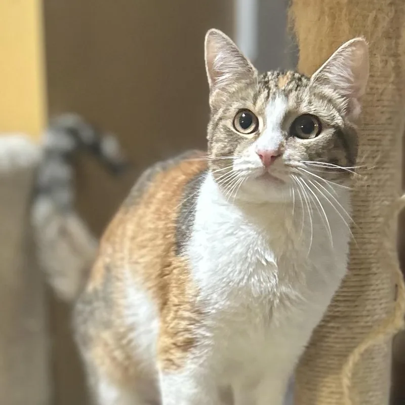 A young small-sized female Calico Domestic Short Hair cat named Dreamy for adoption in Philadelphia, PA