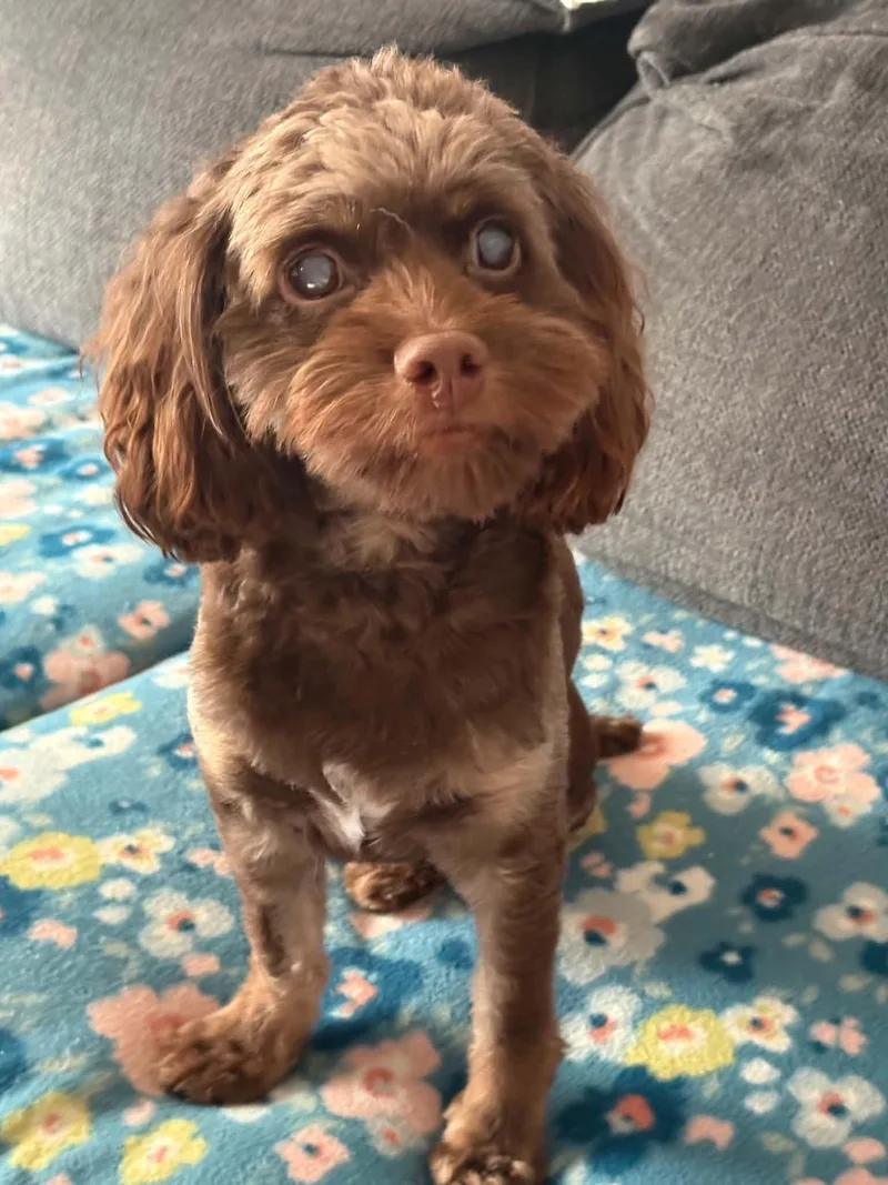 An adult small-sized male Cockapoo dog named Zeus for adoption in Buffalo, NY