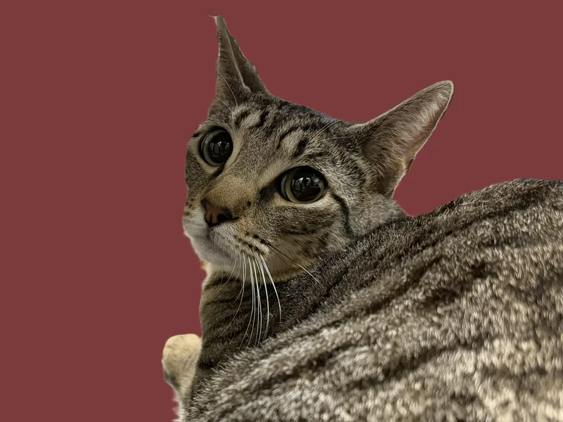 A young large-sized male Domestic Short Hair cat named Melvin for adoption in Los Angeles, CA