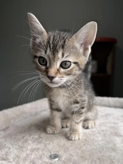 A baby small-sized female Domestic Short Hair cat named May for adoption in Barnesville, GA