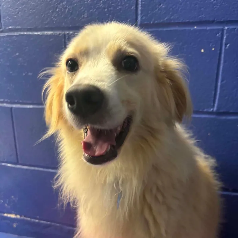 An adult medium-sized male Golden Retriever dog named CT Ryan for adoption in Eastford, CT