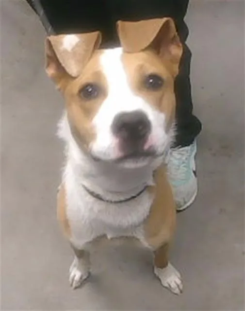 A young large-sized female Labrador Retriever dog named Fern for adoption in Phoenix, AZ