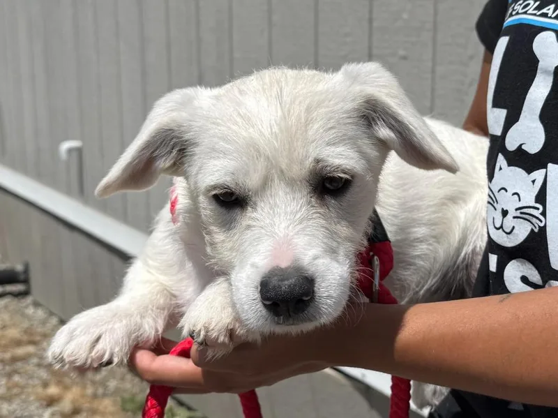 A baby medium-sized male Terrier dog named Ocean for adoption in Vacaville, CA