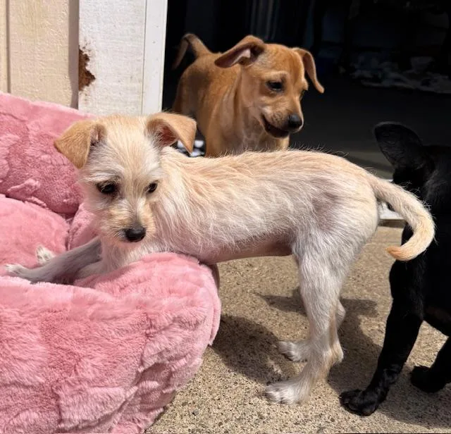 A baby small-sized female Terrier dog named Freya for adoption in Santa Rosa, CA