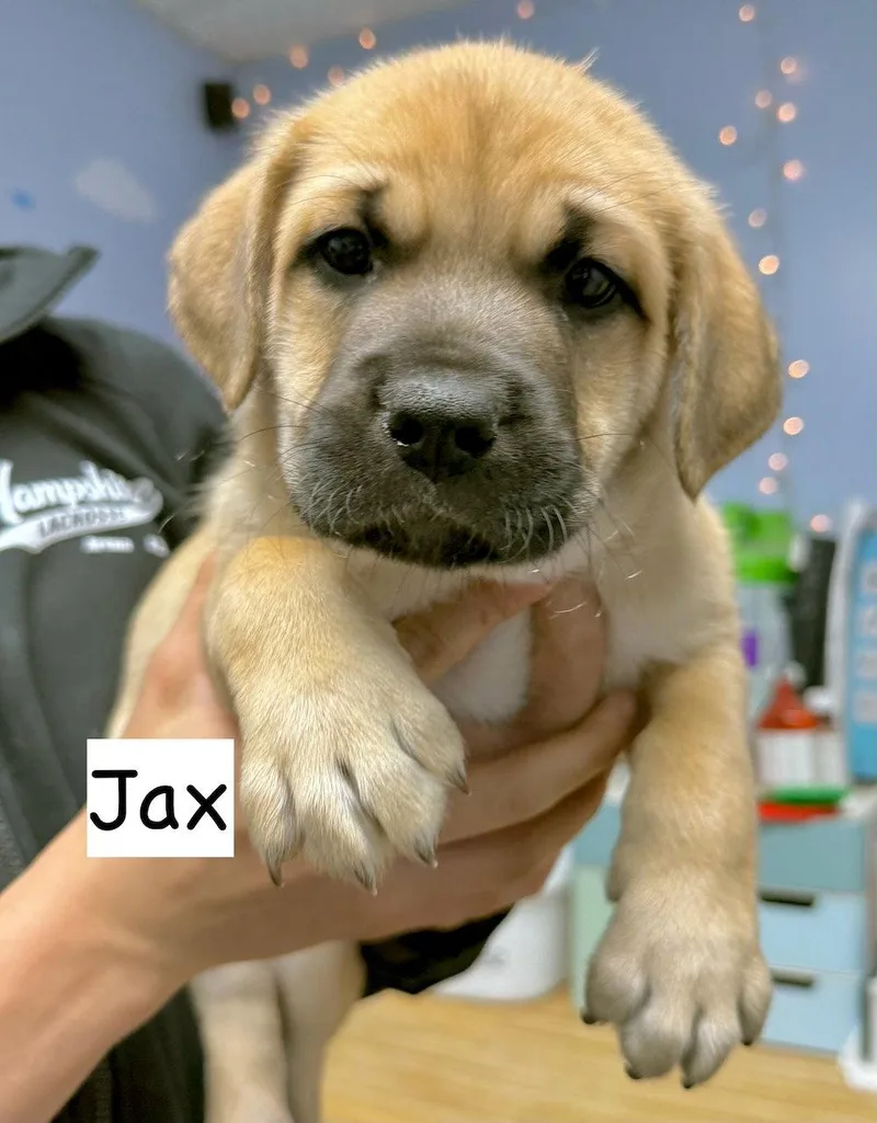 A baby medium-sized male Labrador Retriever dog named Jax for adoption in GILBERTS, IL