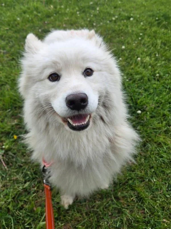 An adult medium-sized female Samoyed dog named Lily for adoption in Millersville, MD