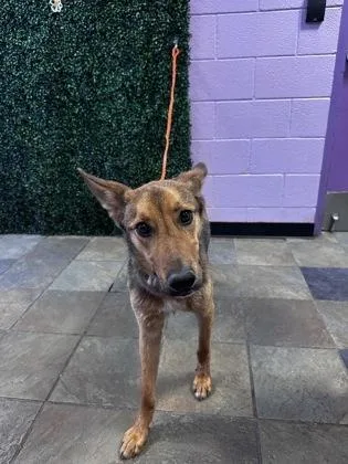A young medium-sized female Brown / Chocolate Shepherd dog named 61287461 for adoption in El Paso, TX