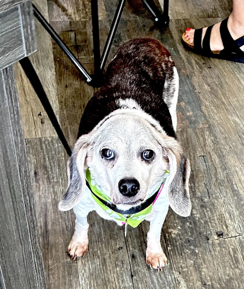 A senior small-sized female Beagle dog named Molly & Maggie for adoption in Tomball, TX