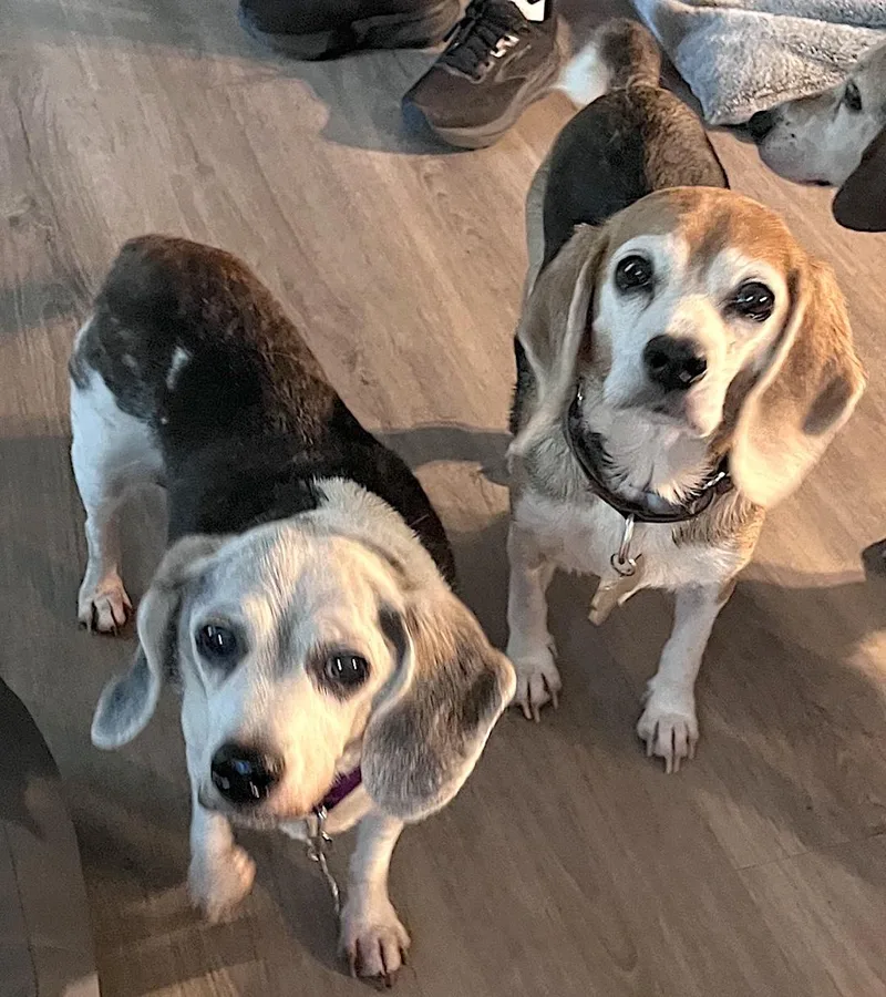 Molly & Maggie thumbnail 2