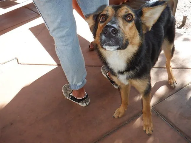 A young medium-sized male Australian Cattle Dog / Blue Heeler dog named Reggie for adoption in San Jose, CA