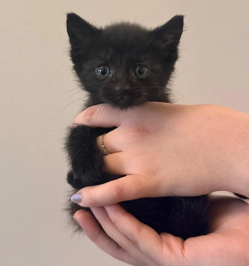 A baby small-sized male Domestic Short Hair cat named Stewie for adoption in Defiance, OH