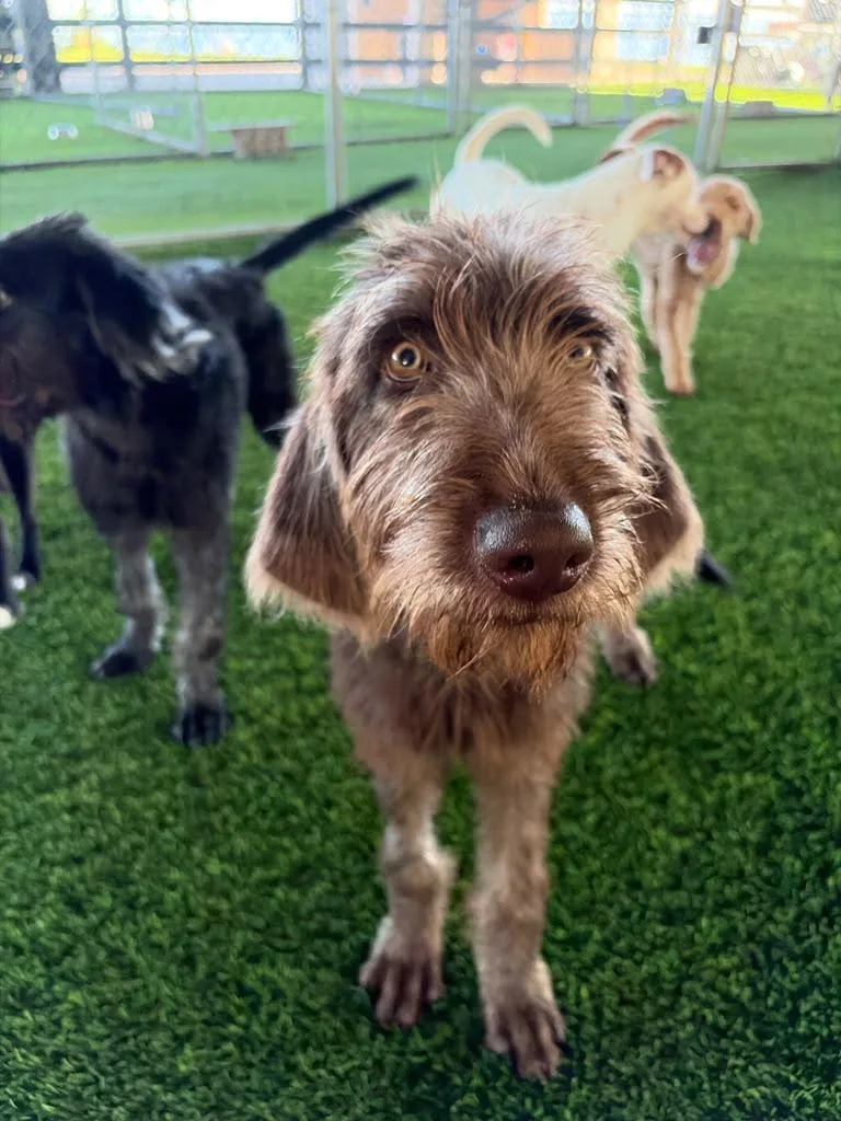 A young medium-sized male Mixed Breed dog named James for adoption in Brooklyn, NY