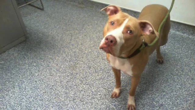 A young medium-sized female Pit Bull Terrier dog named Sparrow for adoption in Charlotte, NC