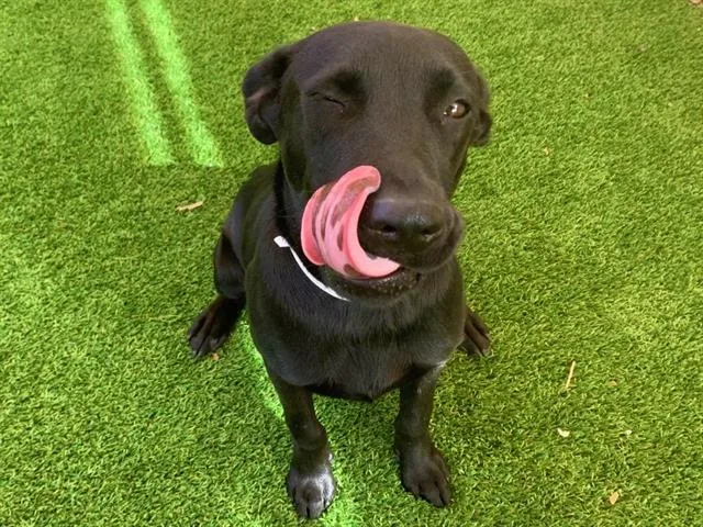 An adult large-sized male Labrador Retriever dog named Jet for adoption in Mesa, AZ