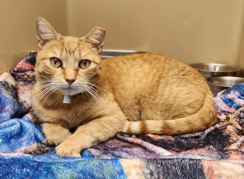 A young medium-sized female Tabby (Orange / Red) Domestic Short Hair cat named Cindy Clawford for adoption in Clayton, NJ