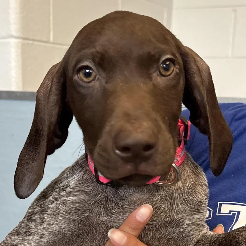 A baby small-sized male Brown / Chocolate German Shorthaired Pointer dog named Trout for adoption in Naperville, IL