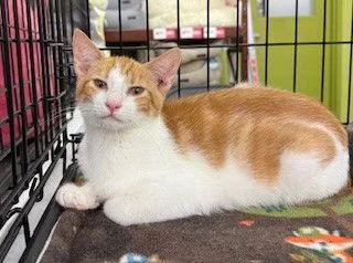 Butterscotch thumbnail 2