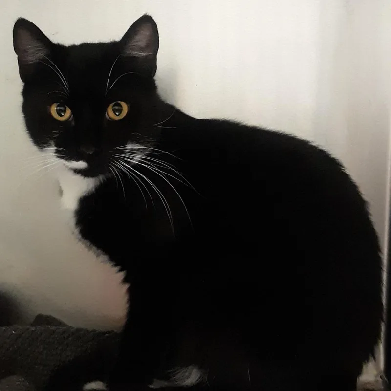 A young medium-sized male Black Domestic Short Hair cat named Slayer for adoption in Spokane, WA