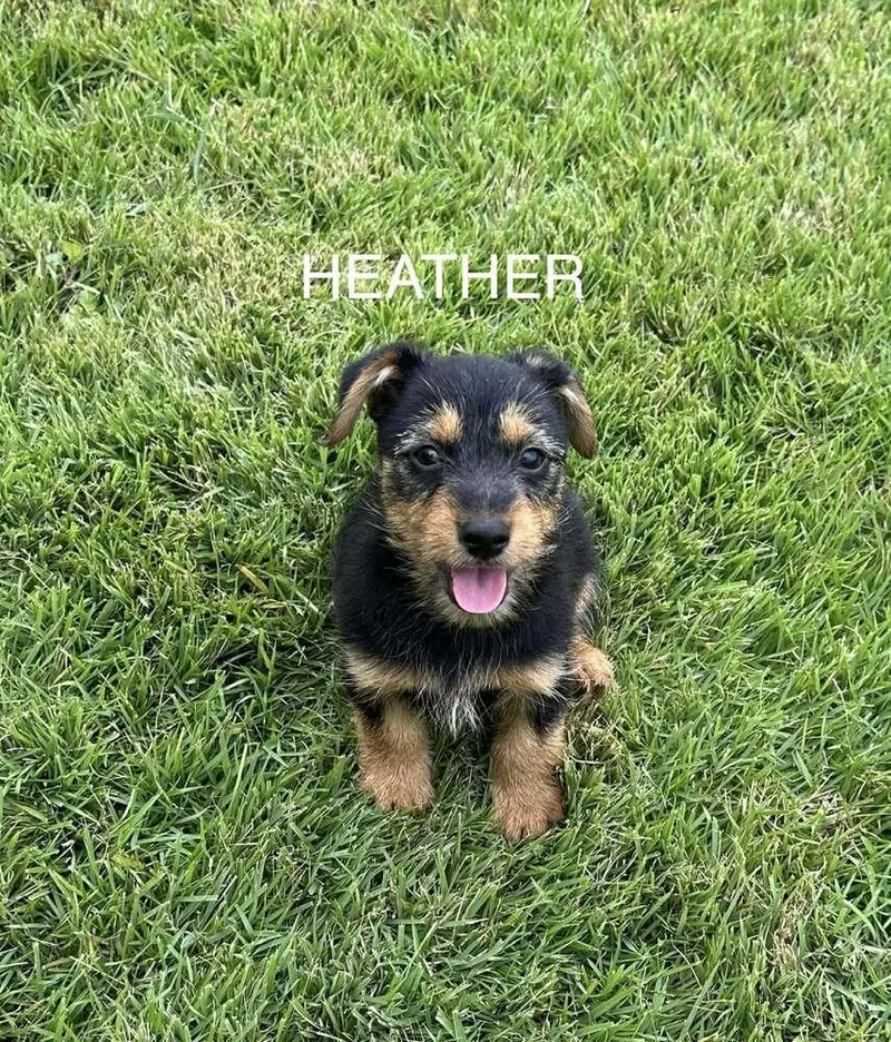 Heather thumbnail 4