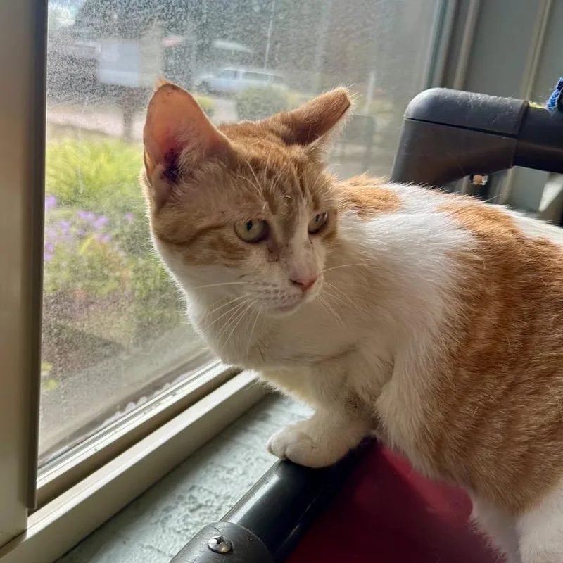 An adult large-sized female Orange / Red Domestic Short Hair cat named Dunder Mifflin for adoption in Newberg, OR