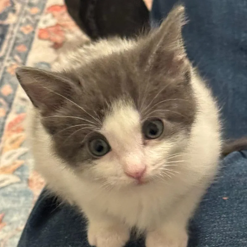 A young small-sized female White Domestic Short Hair cat named Molly for adoption in Frederick, MD