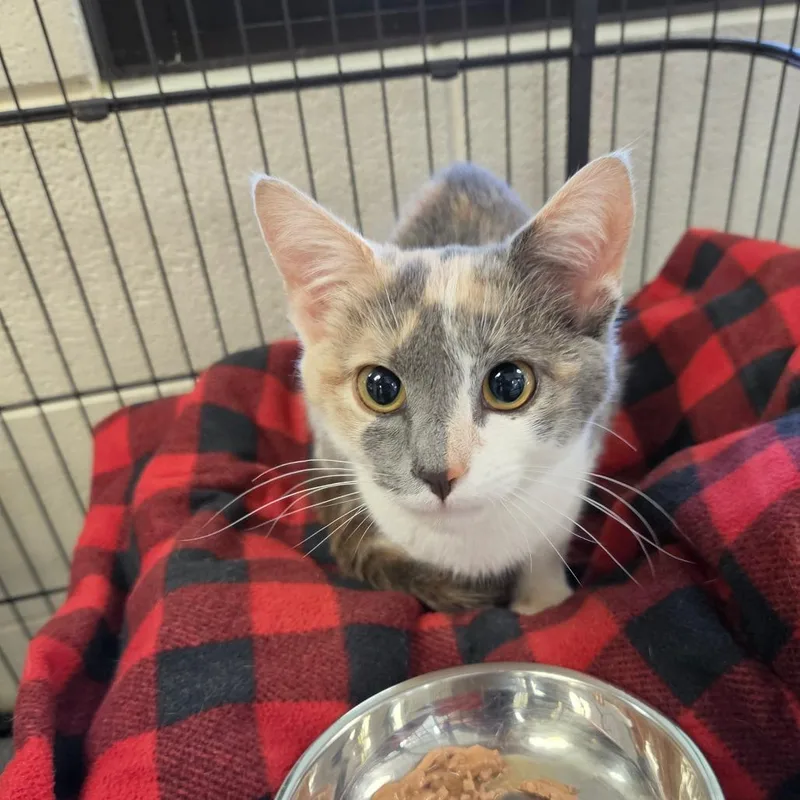 A young medium-sized female Calico Domestic Short Hair cat named Portia for adoption in Rocky Mount, VA