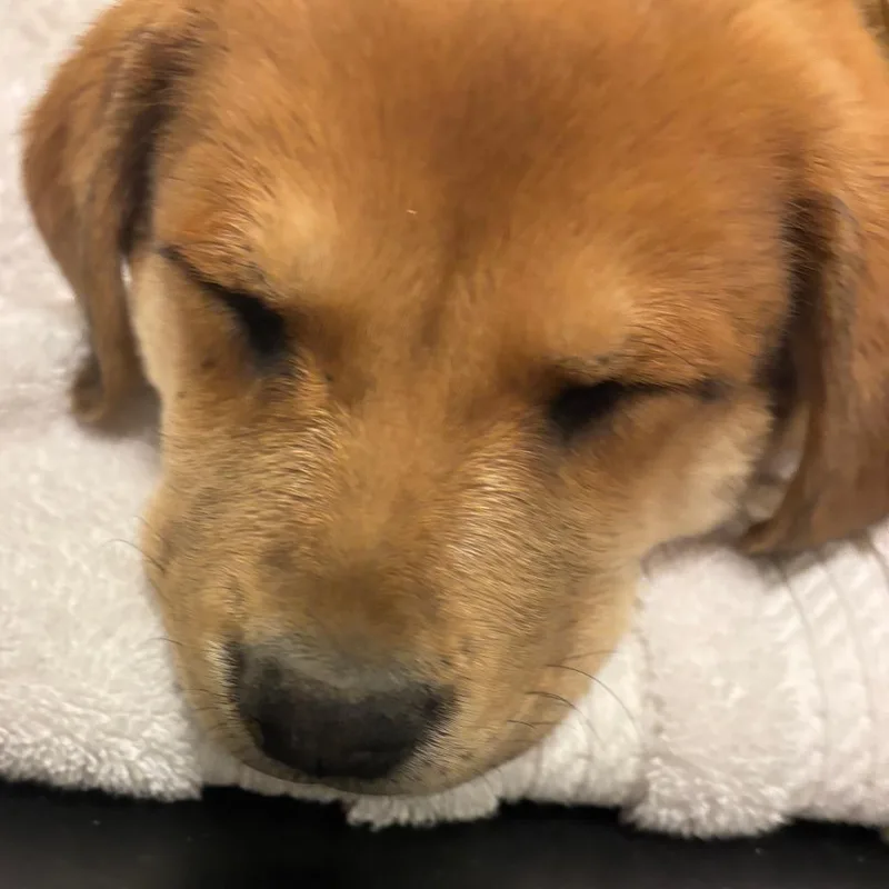Ella