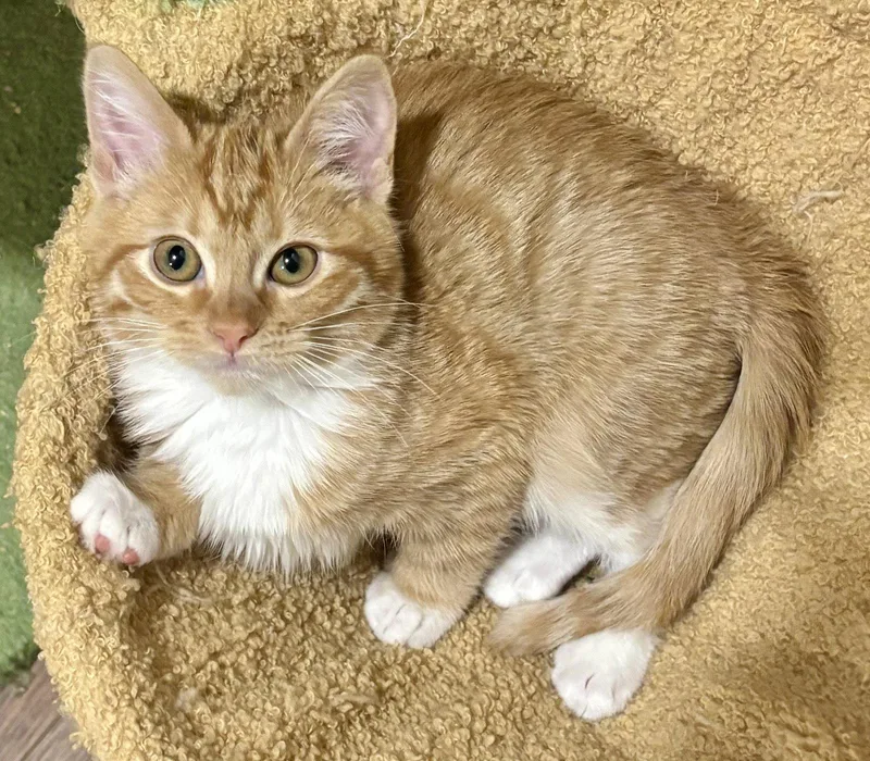 A young medium-sized female Orange / Red Domestic Short Hair cat named Maggie for adoption in Phoenix, AZ