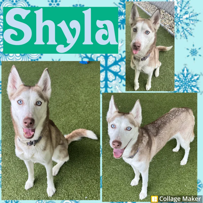 An adult medium-sized female Red / Chestnut / Orange Husky dog named Shyla for adoption in Clearfield, PA