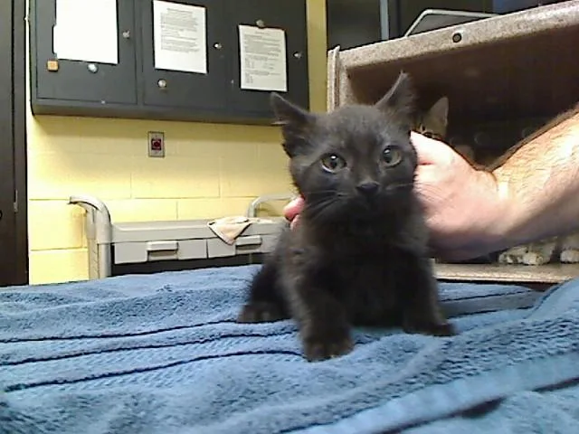 A baby medium-sized female Domestic Short Hair cat named Draco for adoption in Cookeville, TN
