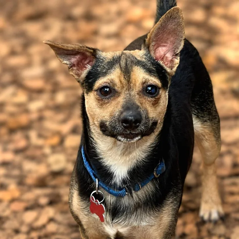 An adult small-sized male Black Chihuahua dog named Java Chip for adoption in Boerne, TX